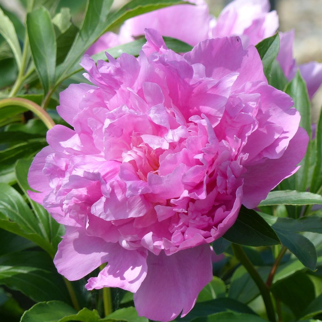 Peonia lactiflora Monsieur Jules Elie