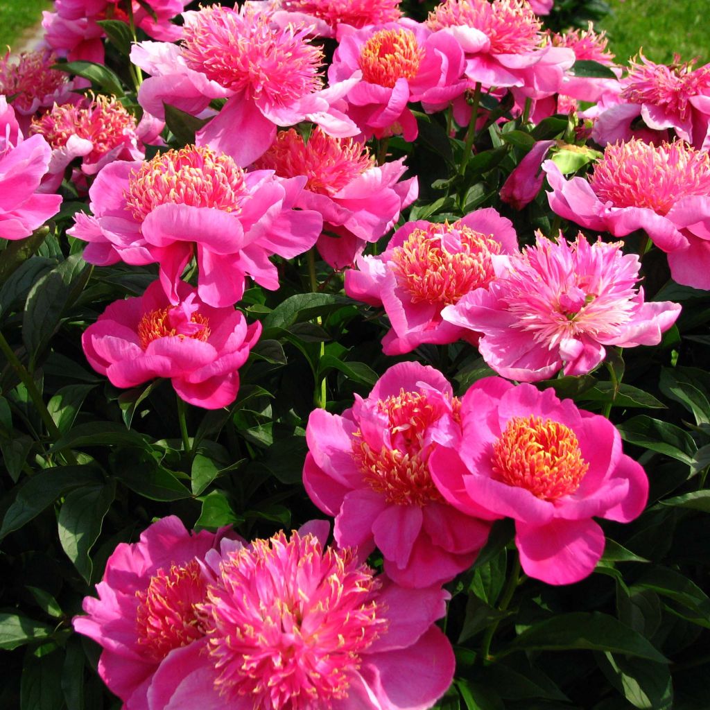 Peonia lactiflora Neon