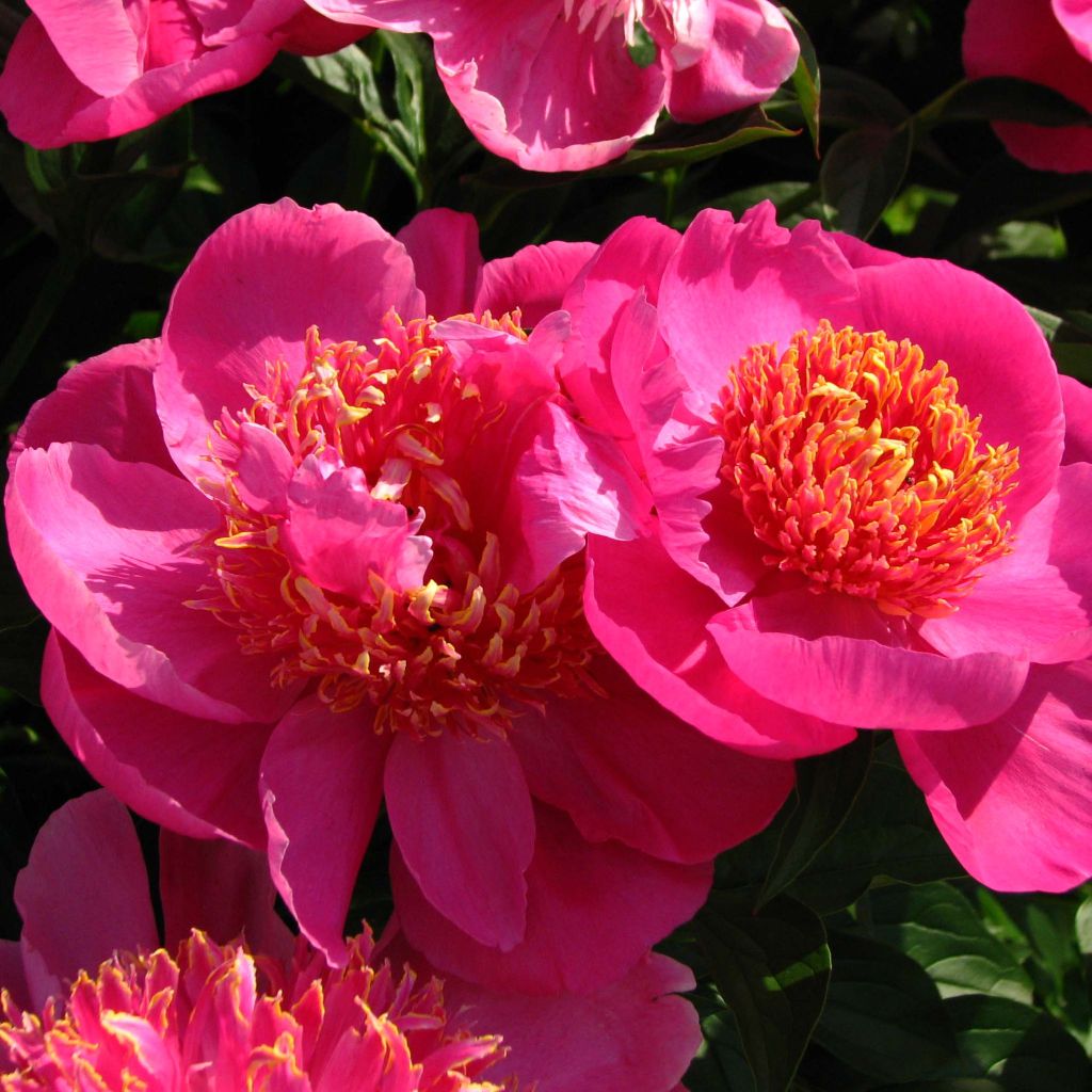 Peonia lactiflora Neon