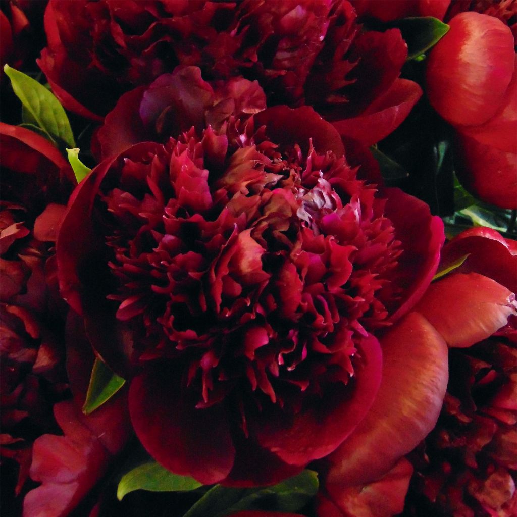 Peonia lactiflora Red Charm