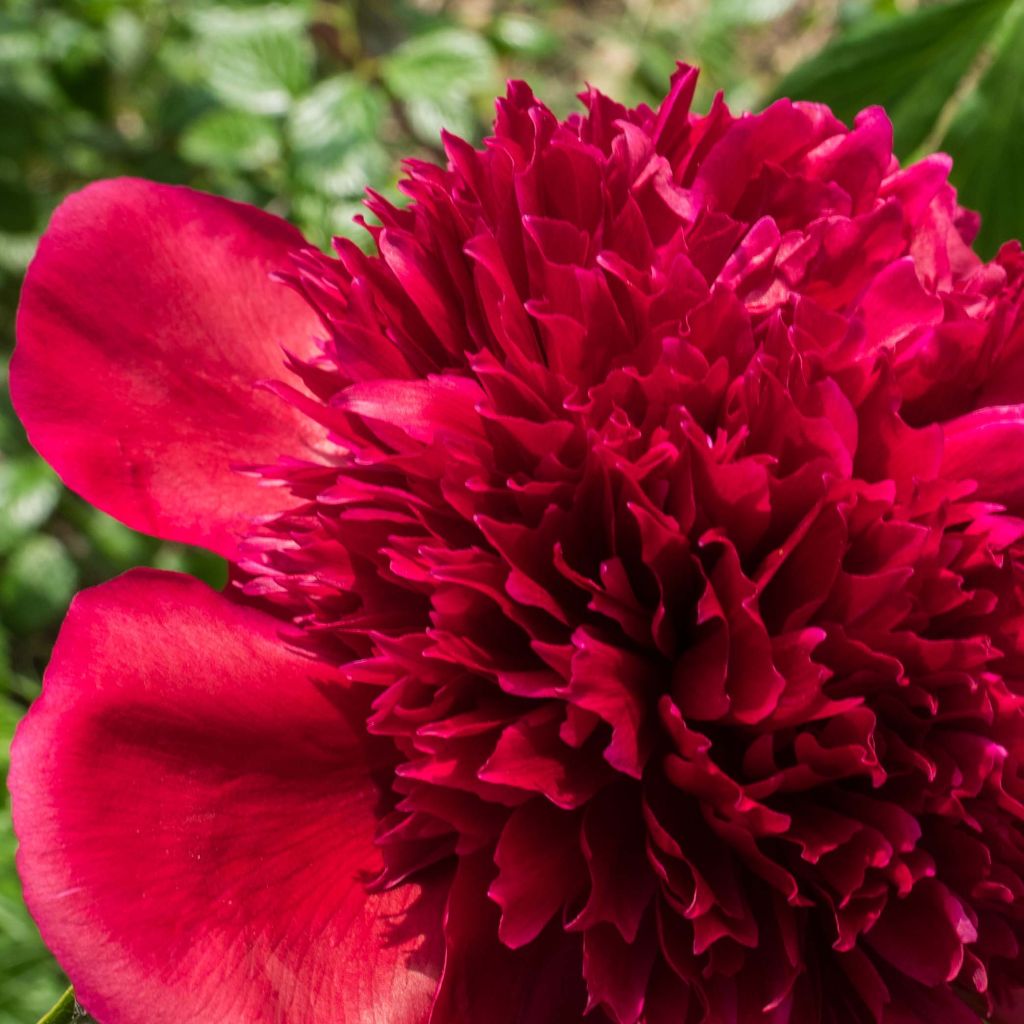 Peonia lactiflora Red Charm