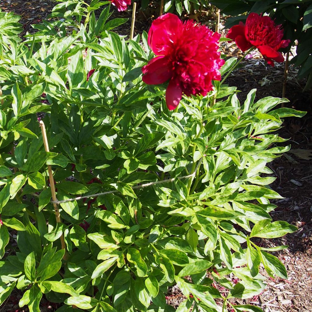 Peonia lactiflora Red Charm