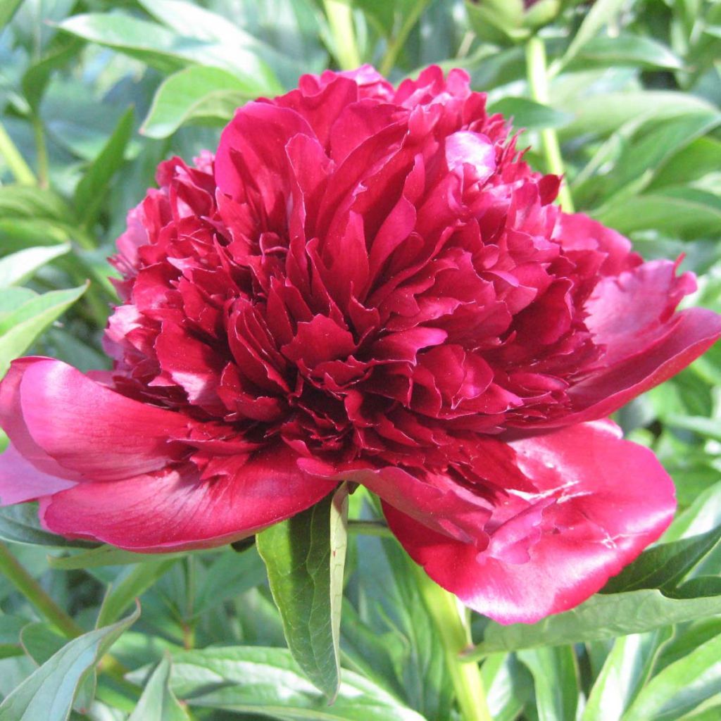 Peonia lactiflora Red Charm