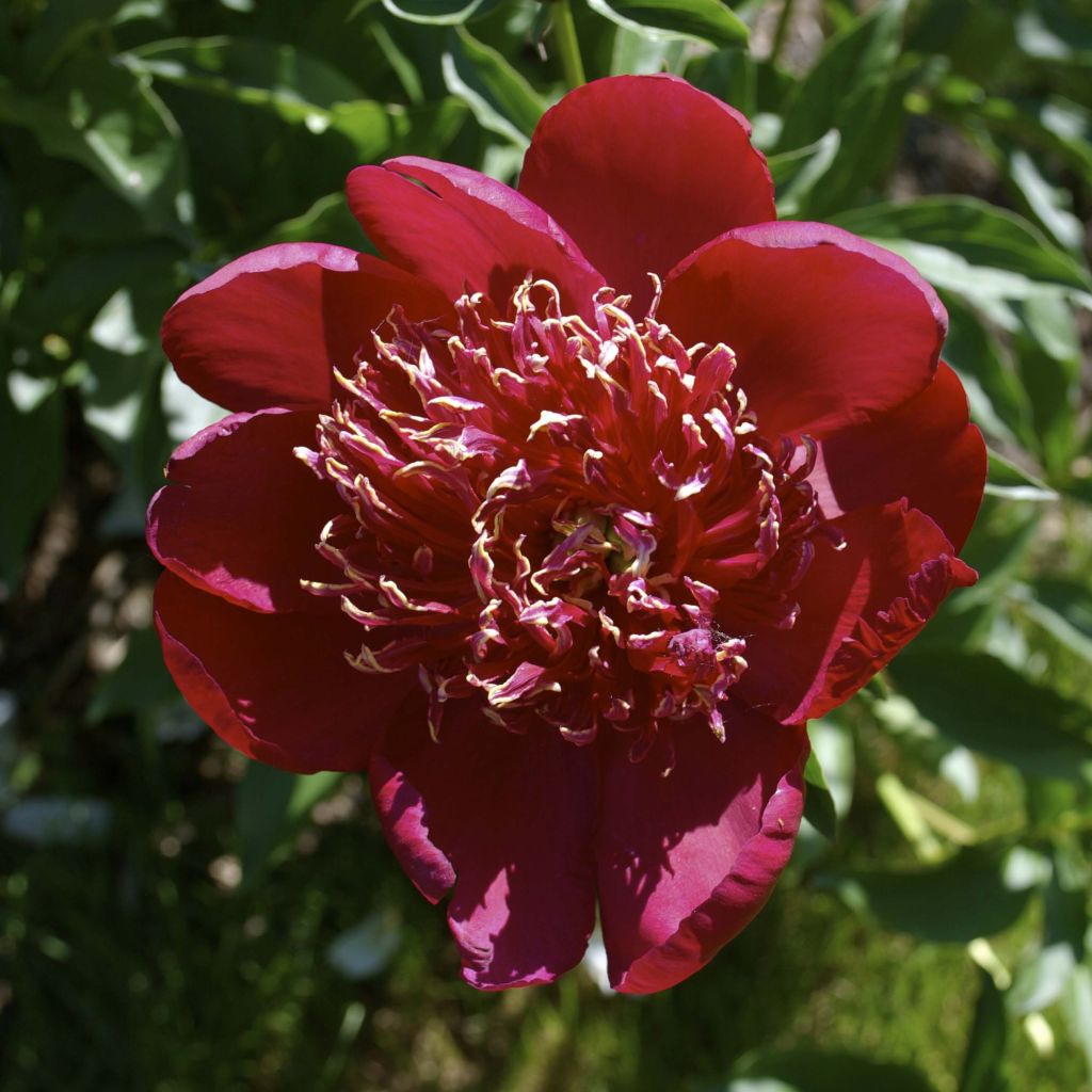 Peonia lactiflora Red Charm