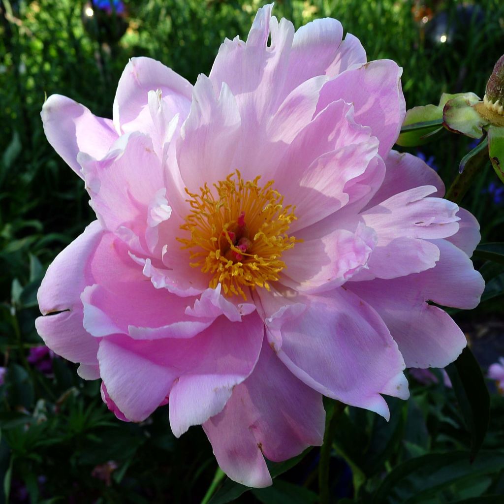 Peonia lactiflora Sea Shell