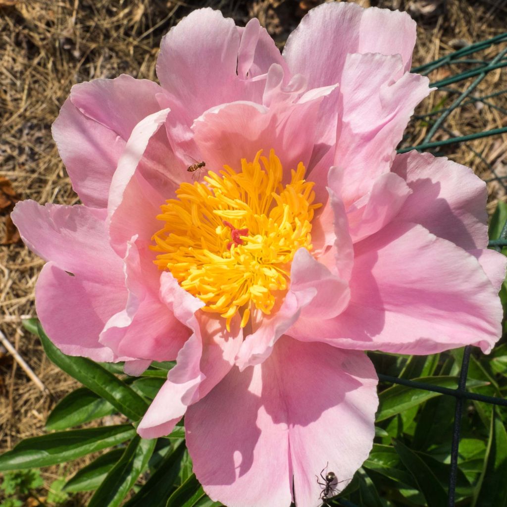 Peonia lactiflora Sea Shell