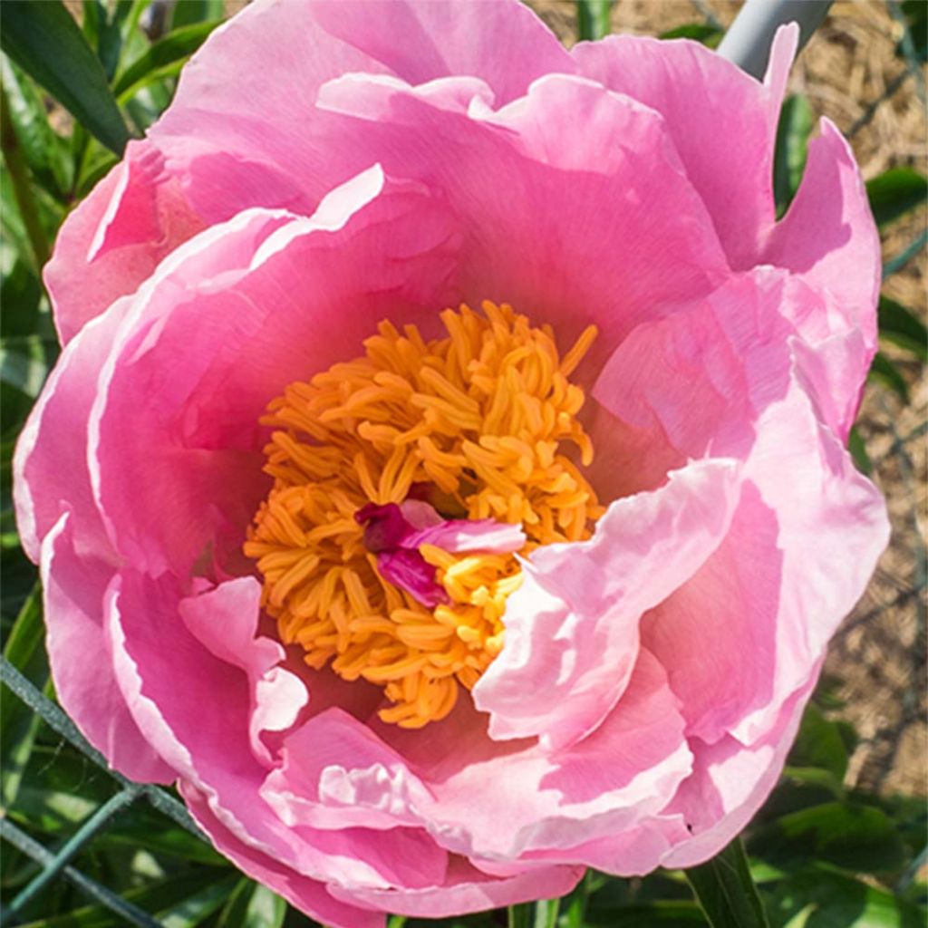 Peonia lactiflora Sea Shell