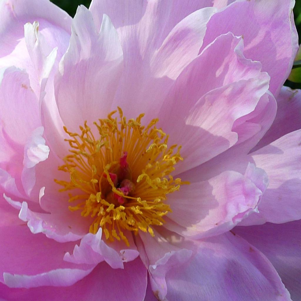 Peonia lactiflora Sea Shell