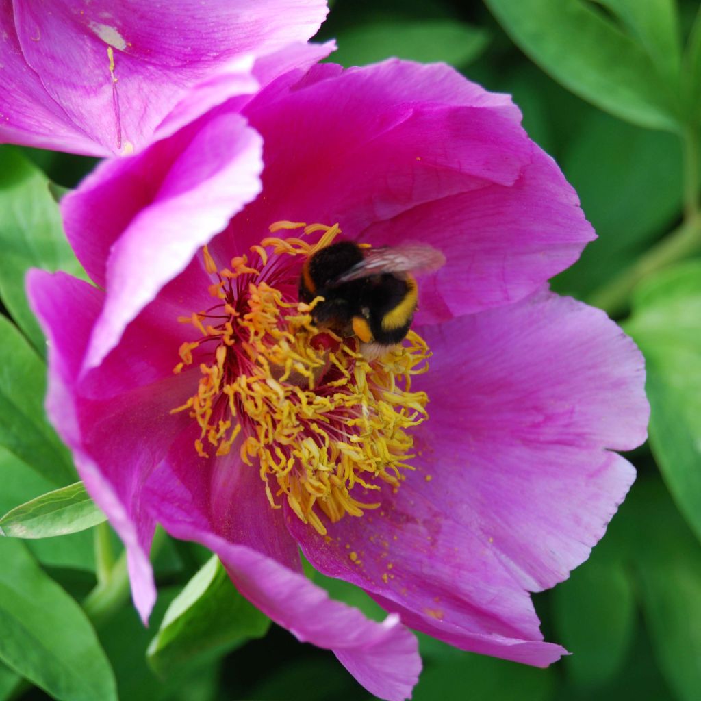 Peonia mascula