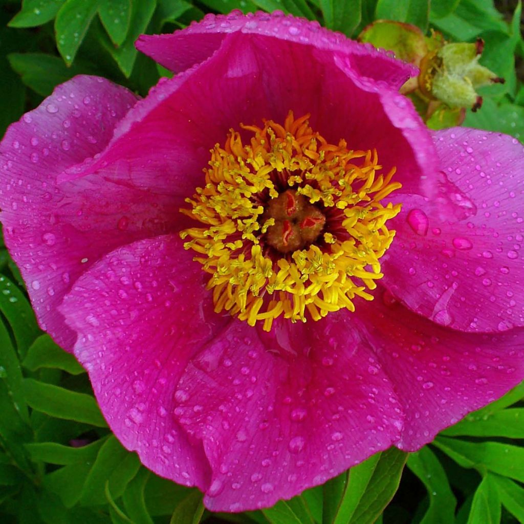 Pivoine botanique - Paeonia officinalis Mollis