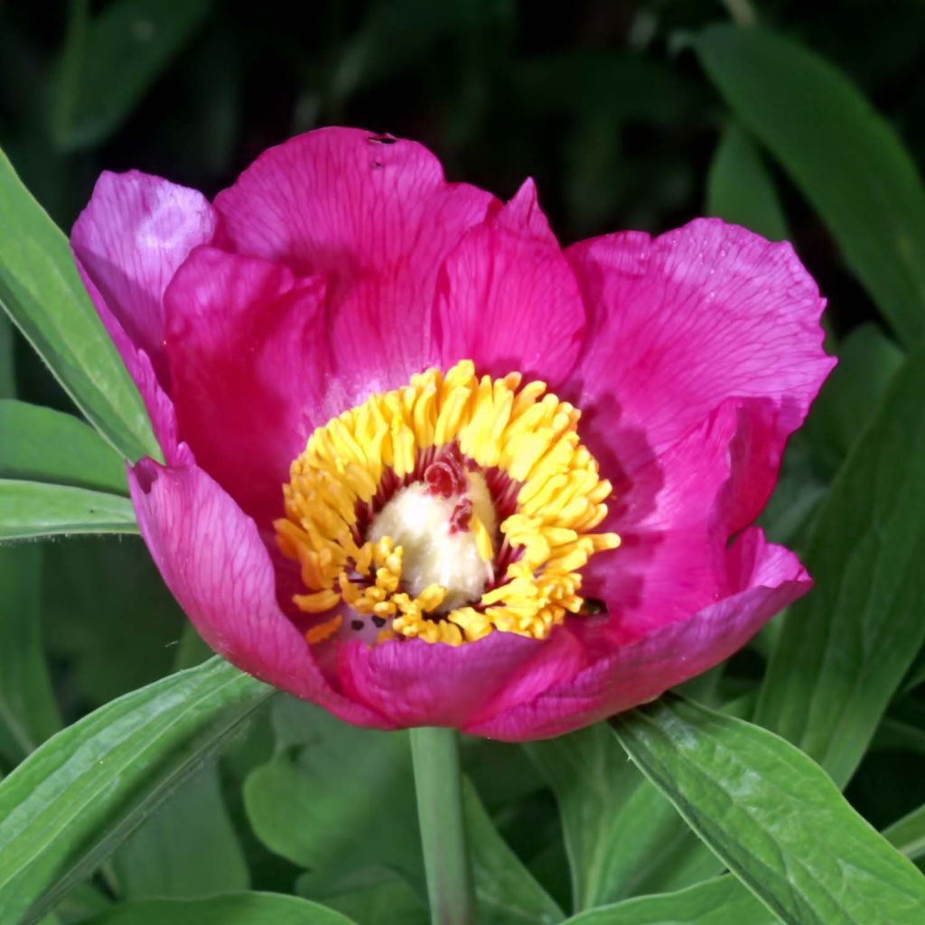 Pivoine botanique - Paeonia officinalis Mollis