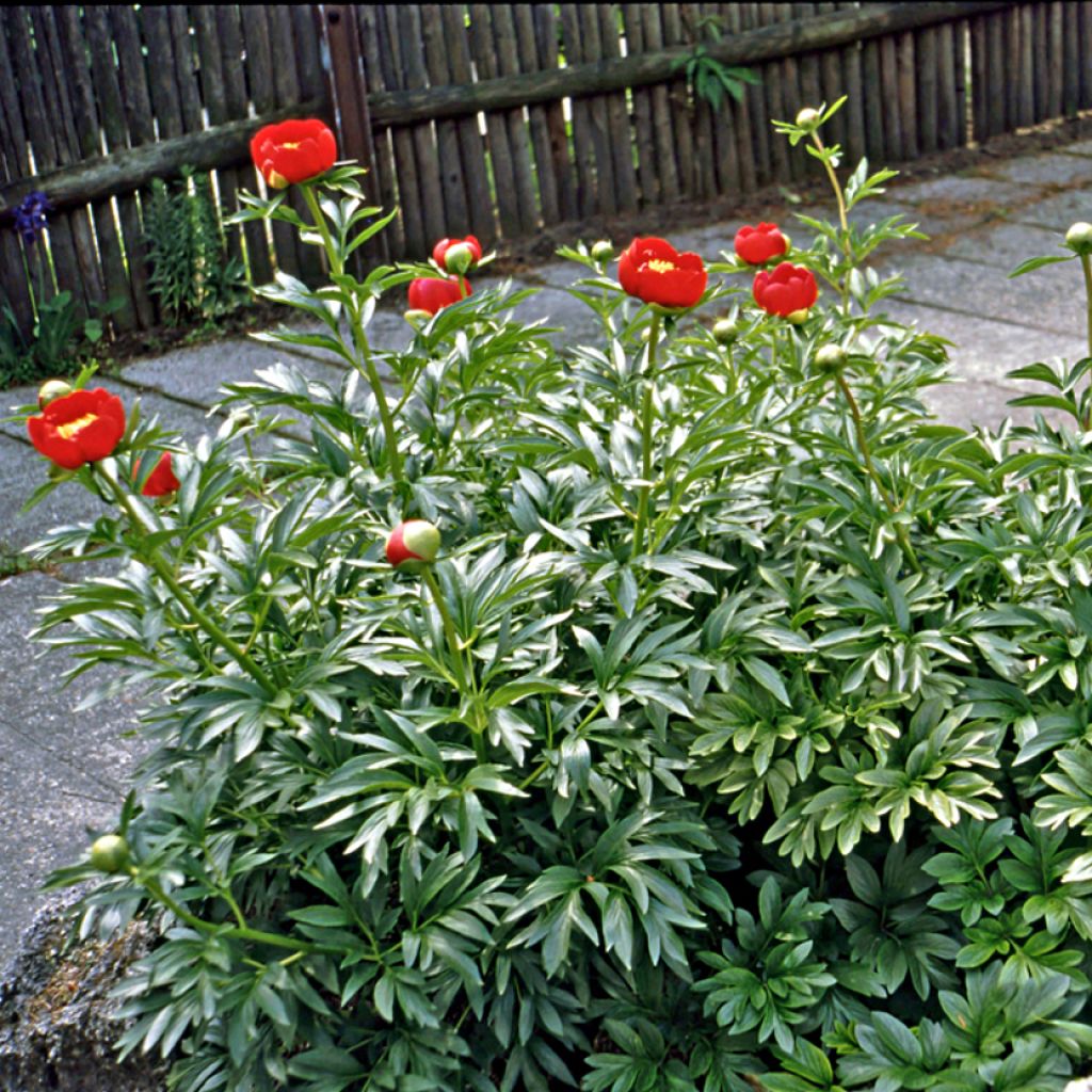 Peonia peregrina