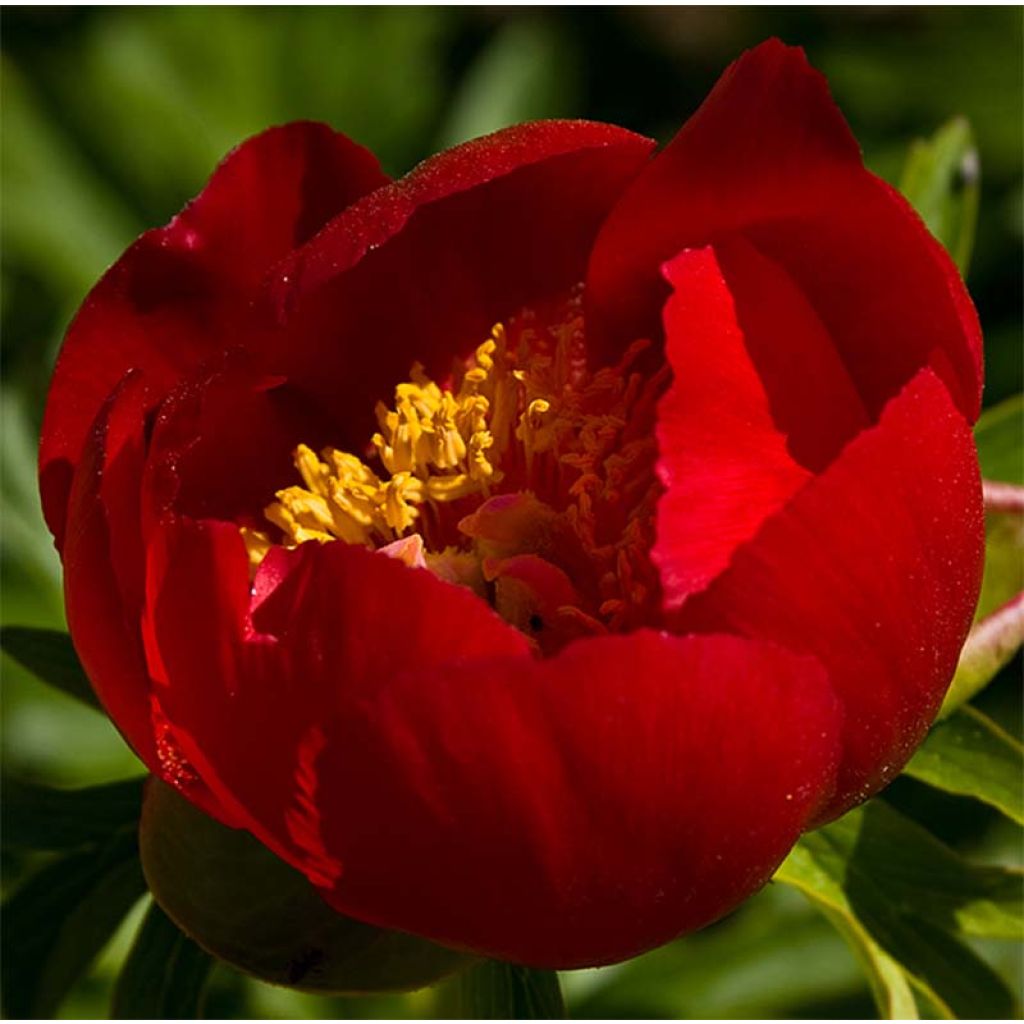 Peonia peregrina