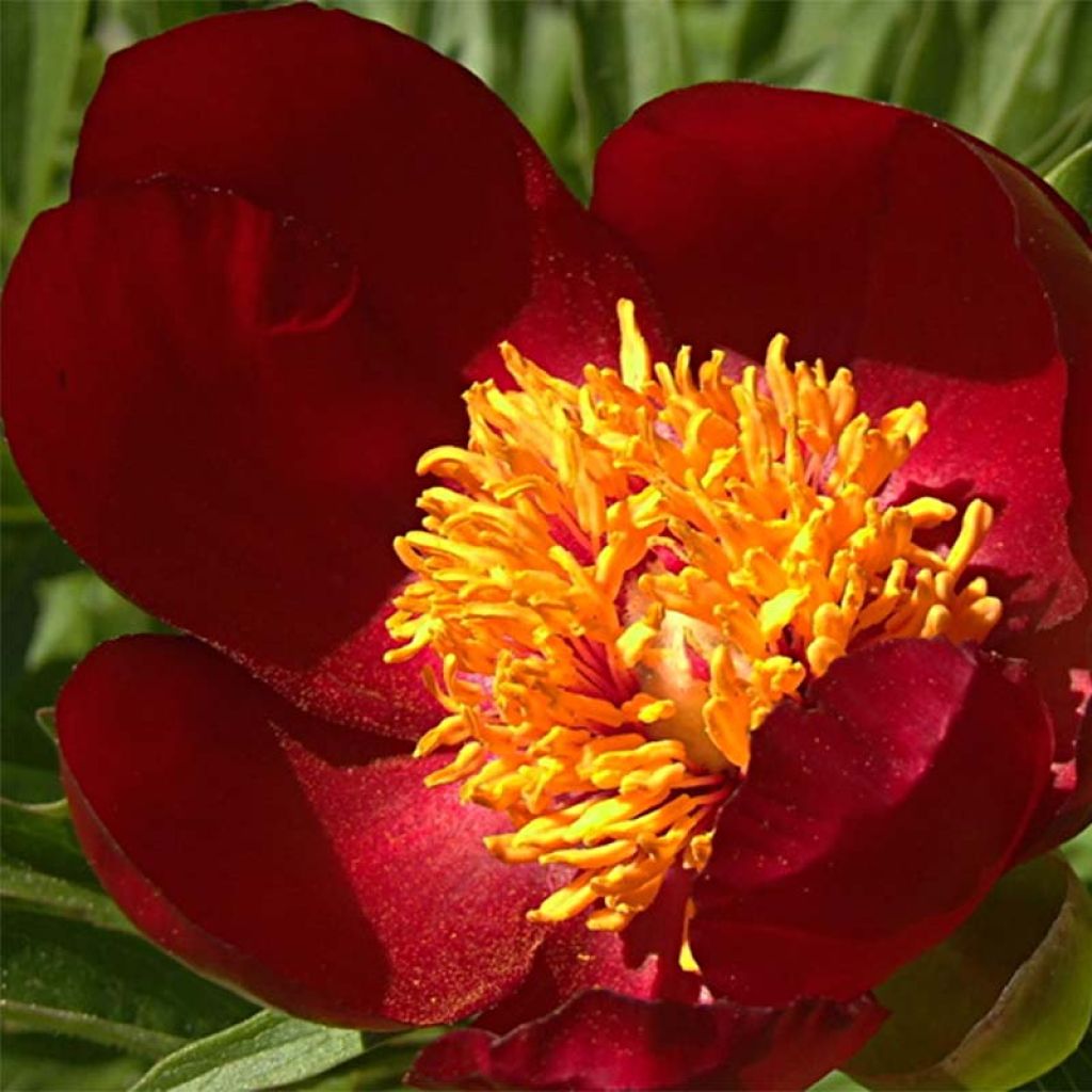 Peonia peregrina