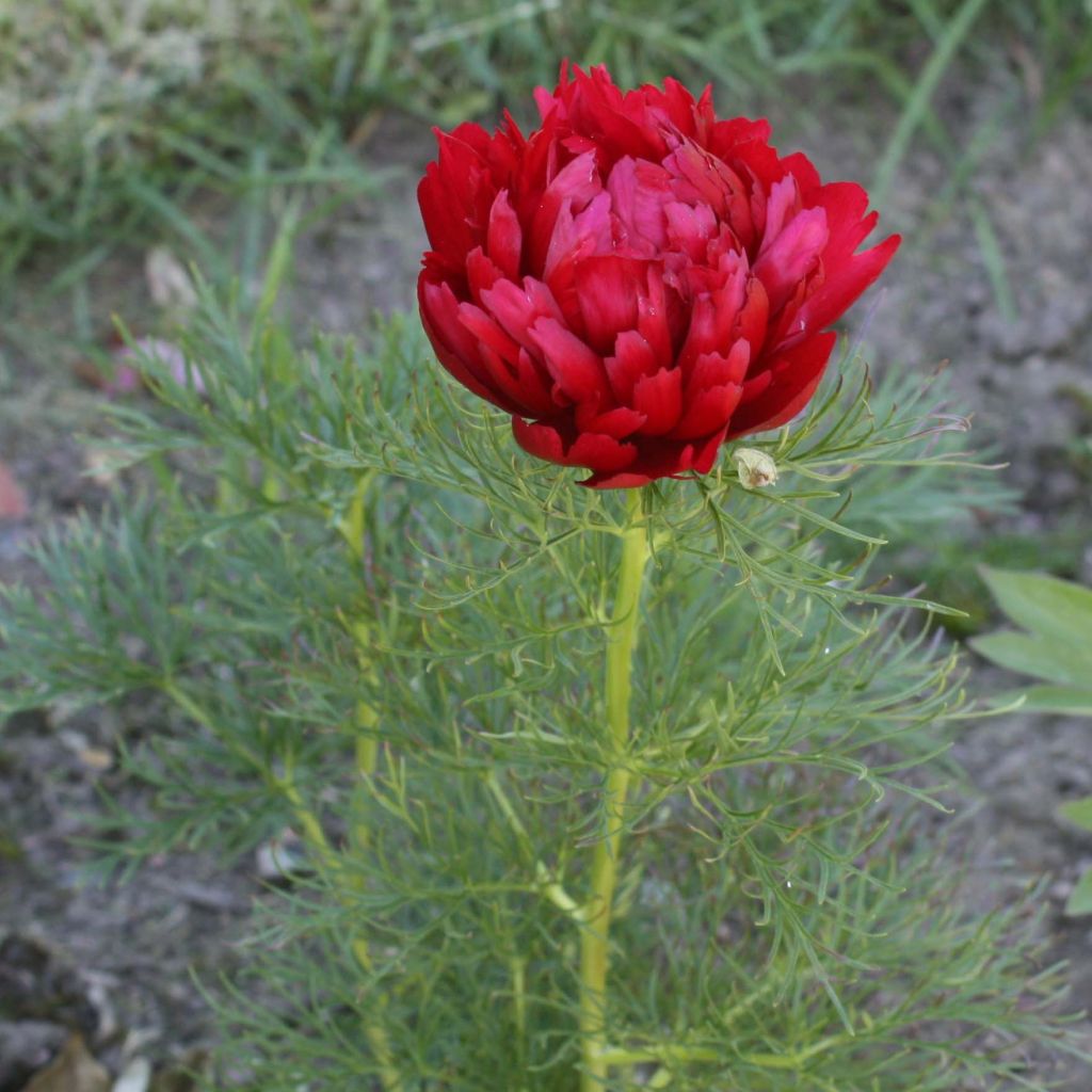 Peonía tenuifolia Plena