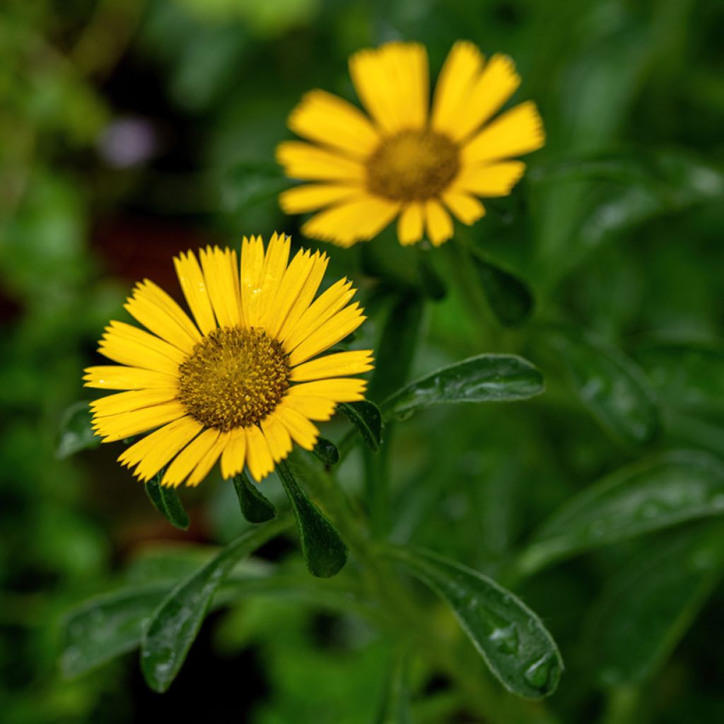 Pallenis maritima Aurelia Gold