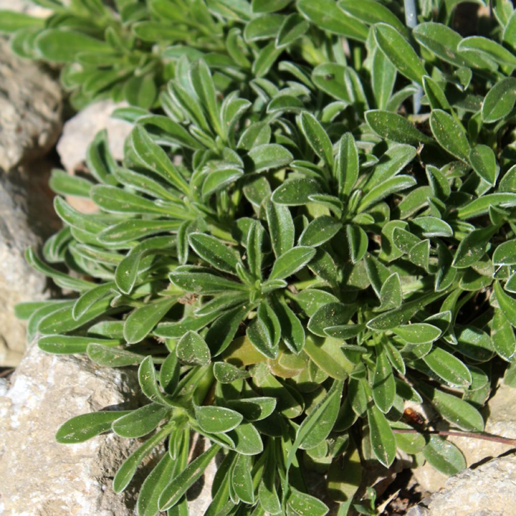 Pallenis maritima Aurelia Gold