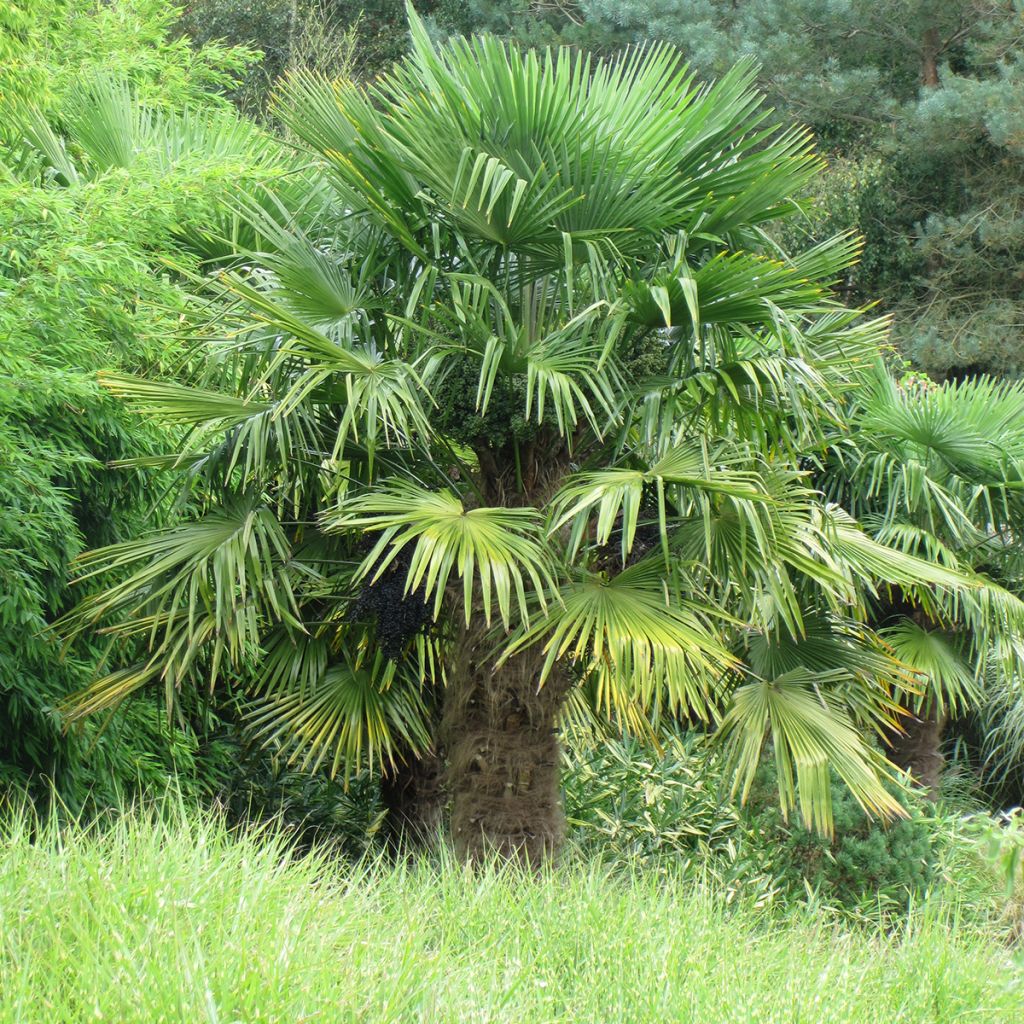 Palmito elevado - Trachycarpus fortunei