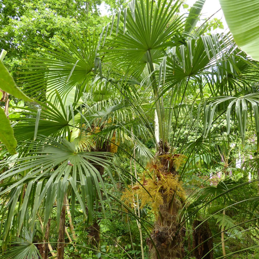 Palmito elevado - Trachycarpus fortunei