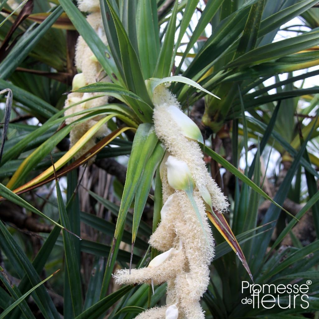 Pandanus utilis - Vacoa