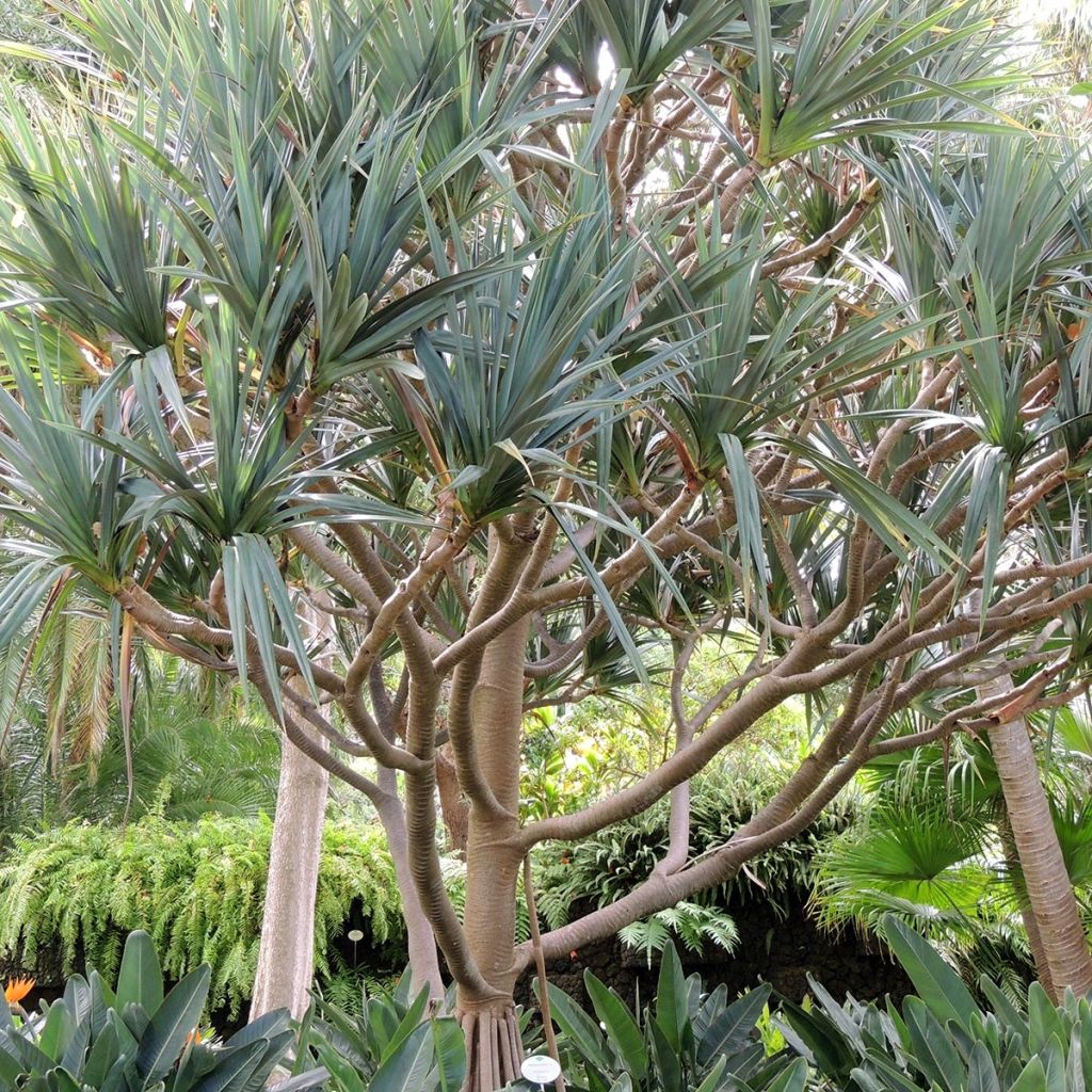 Pandanus utilis - Vacoa