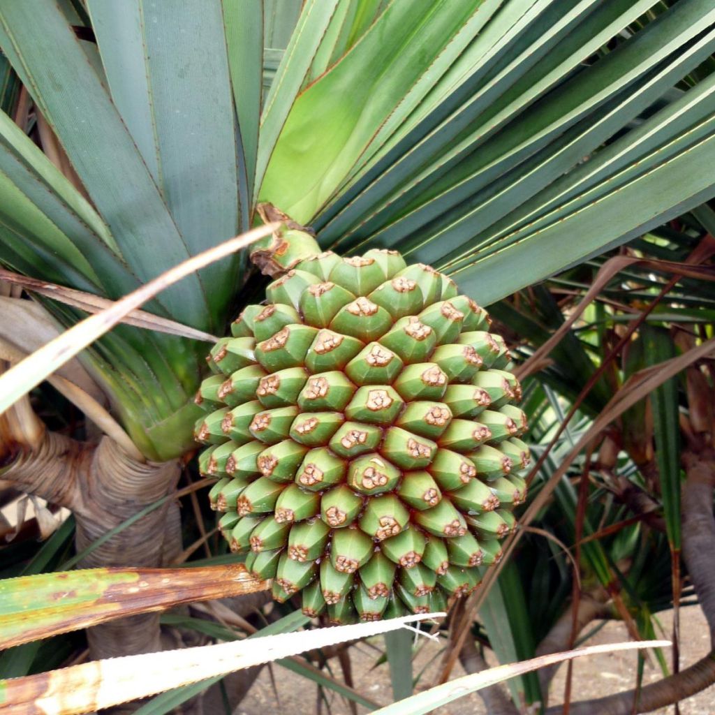 Pandanus utilis - Vacoa