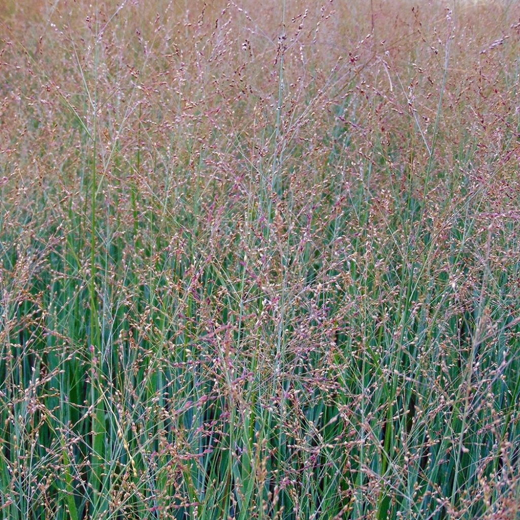 Panic érigé - Panicum virgatum Cloud Nine