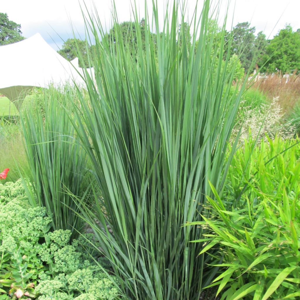 Panicum virgatum Northwind