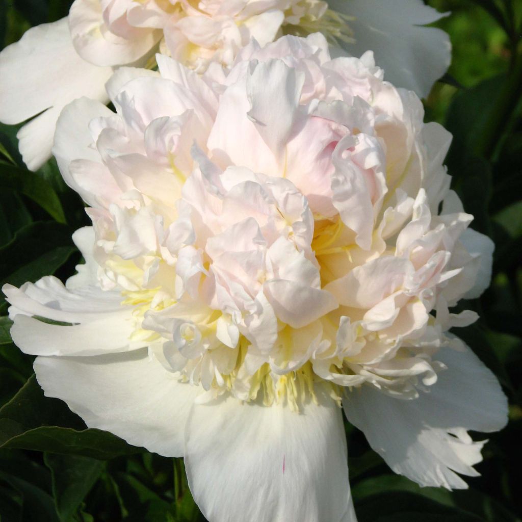 Peonia lactiflora Top Brass