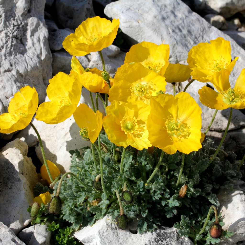 Papaver alpinum - Amopala