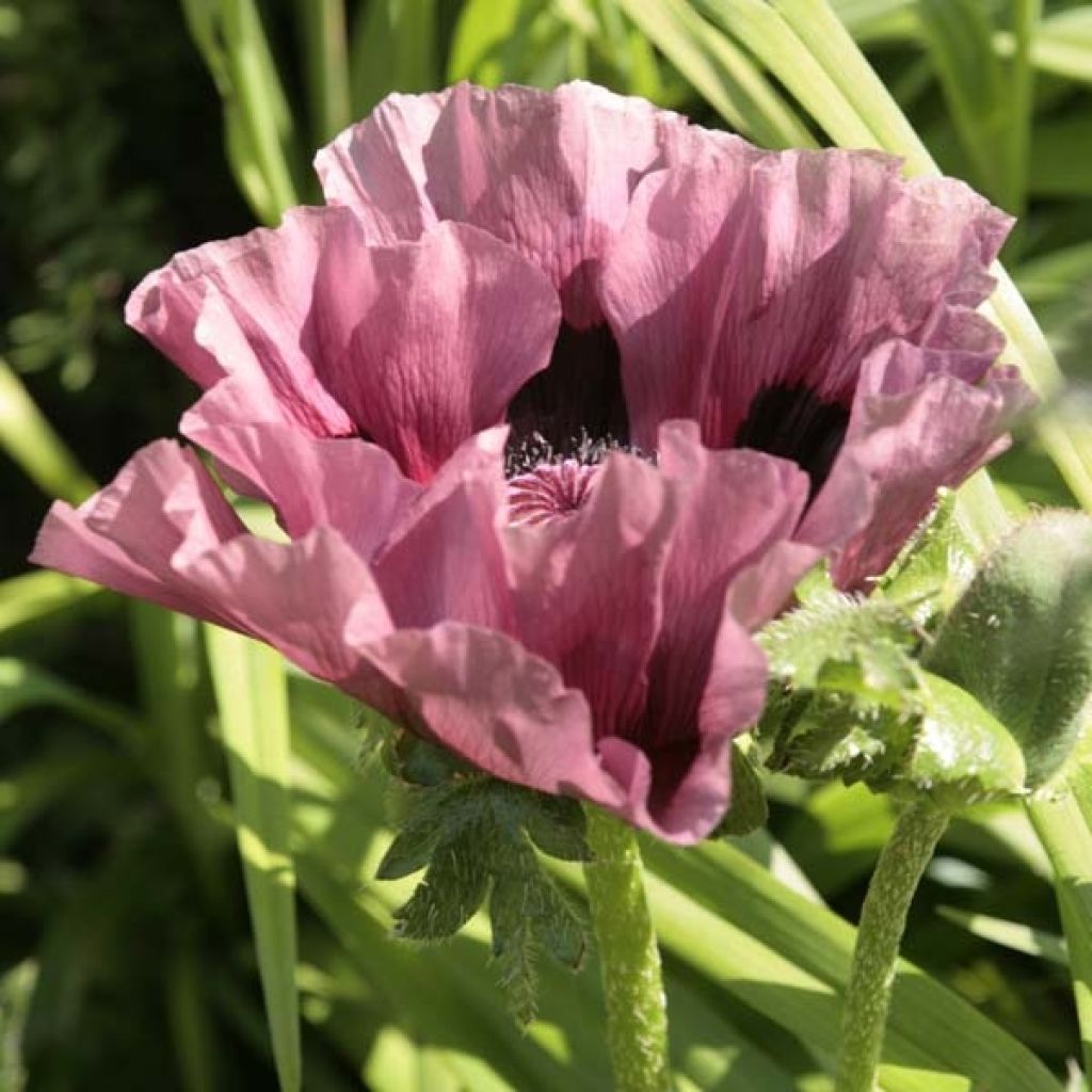 Amapola oriental Patty's Plum - Papaver orientale