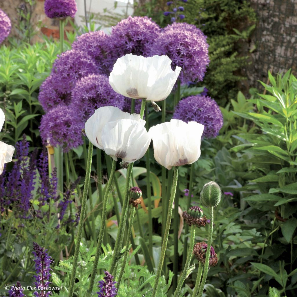 Amapola oriental Perry's White - Papaver orientale