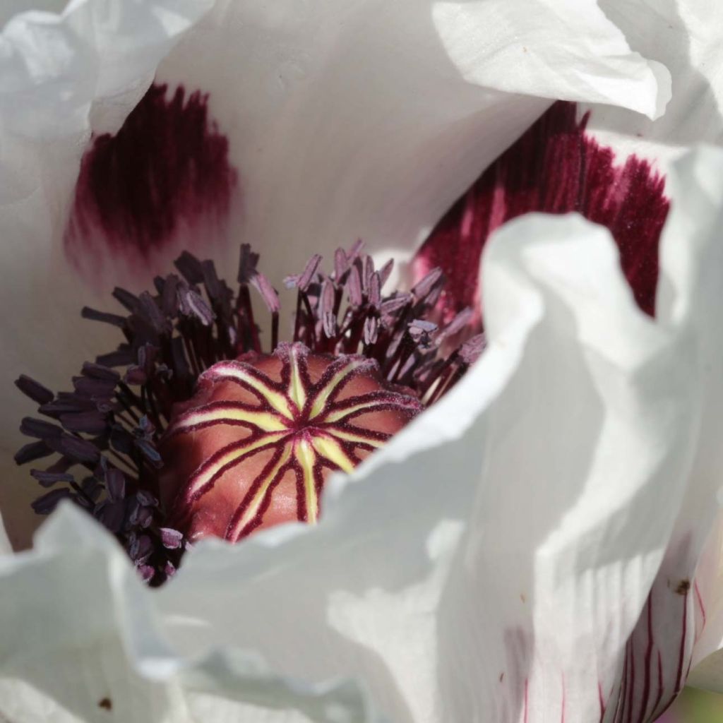 Amapola oriental Perry's White - Papaver orientale