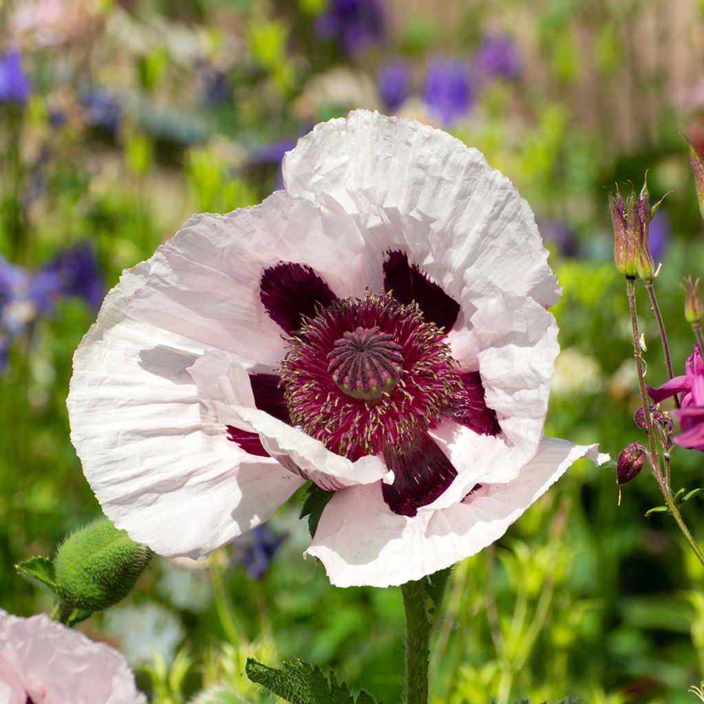 Amapola oriental Royal Wedding - Papaver orientale