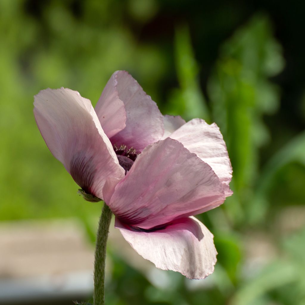 Amapola oriental Royal Wedding - Papaver orientale