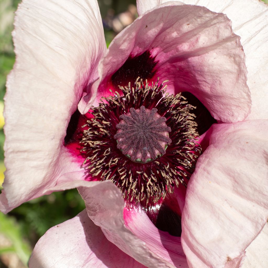 Amapola oriental Royal Wedding - Papaver orientale