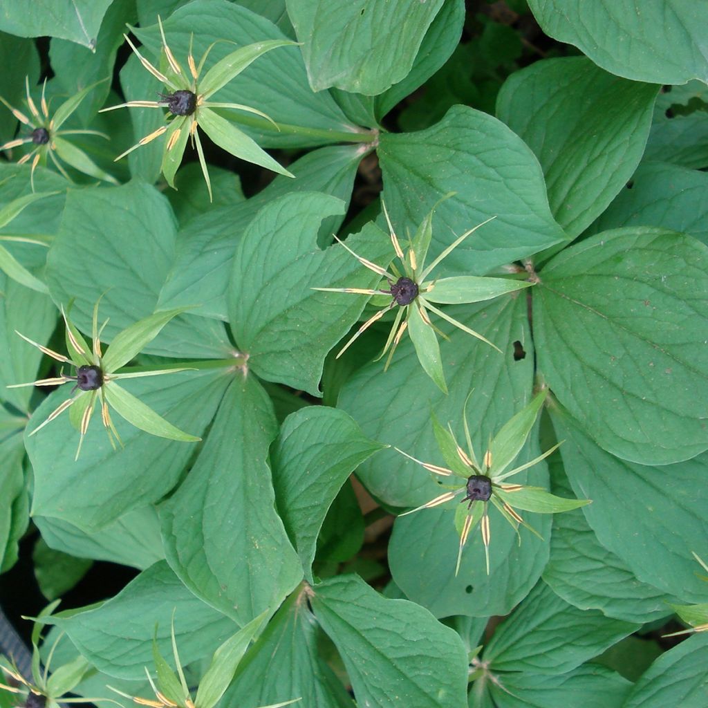 Paris quadrifolia - Parisette à quatre feuilles