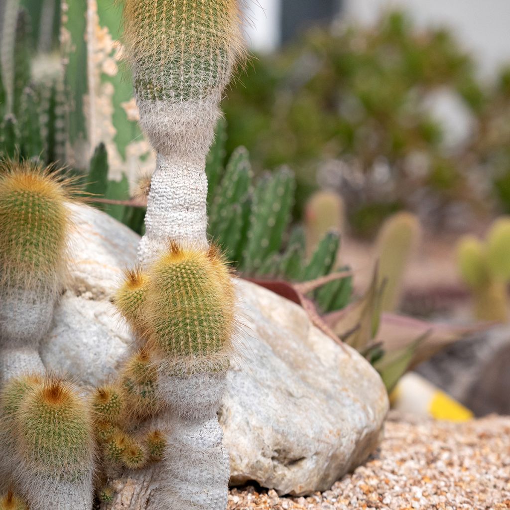 Parodia leninghausii