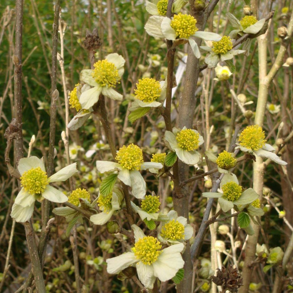 Parrotiopsis jacquemontiana