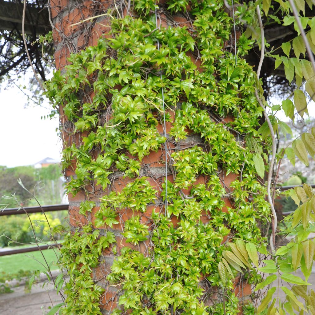 Vigne vierge - Parthenocissus tricuspidata Lowii