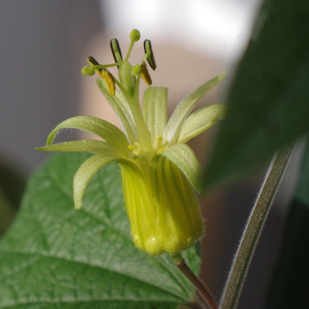 Passiflora citrina - Flor de la pasión