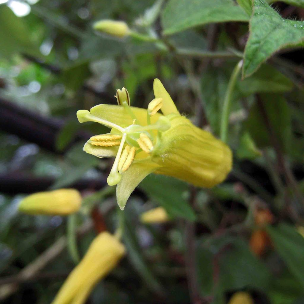 Passiflora citrina - Flor de la pasión