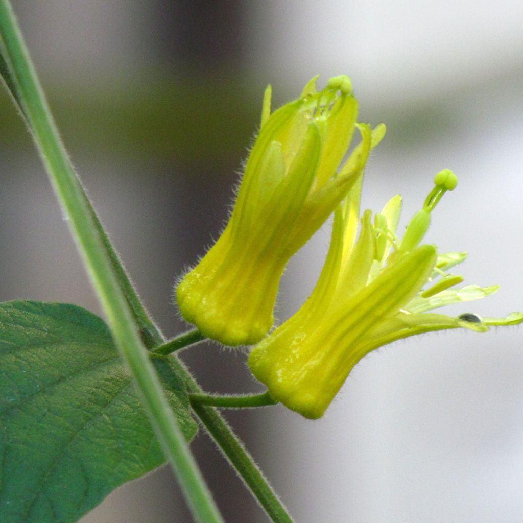 Passiflora citrina - Flor de la pasión