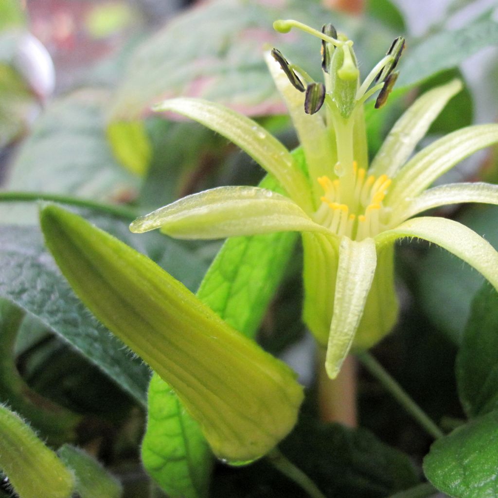 Passiflora citrina - Flor de la pasión