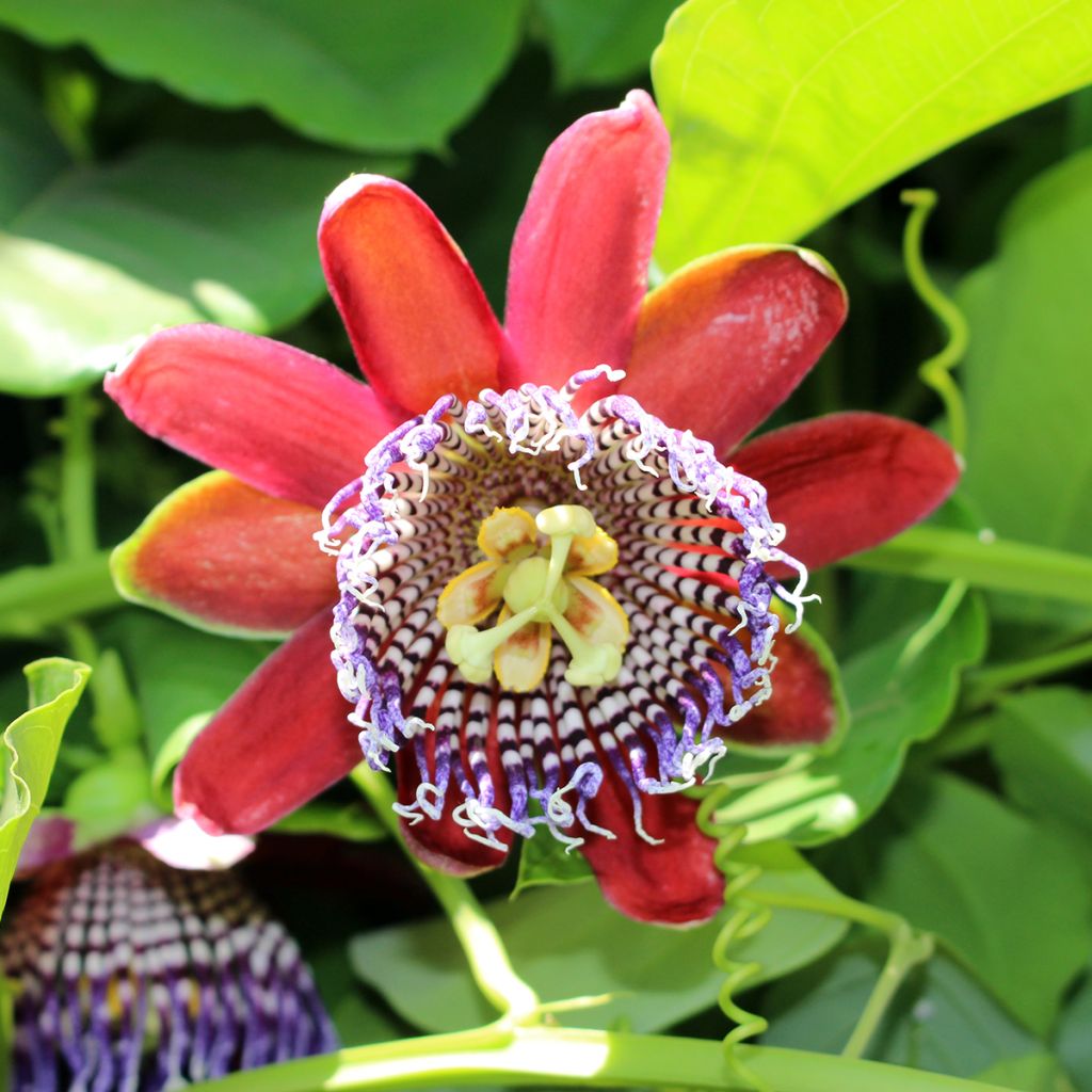 Passiflore quadrangularis - Barbadine