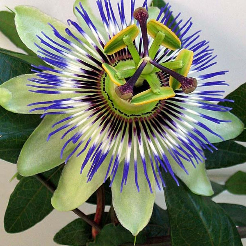 Passiflora caerulea - Flor de la pasión