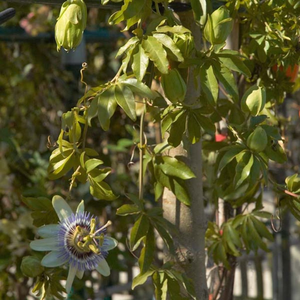 Passiflora caerulea - Flor de la pasión