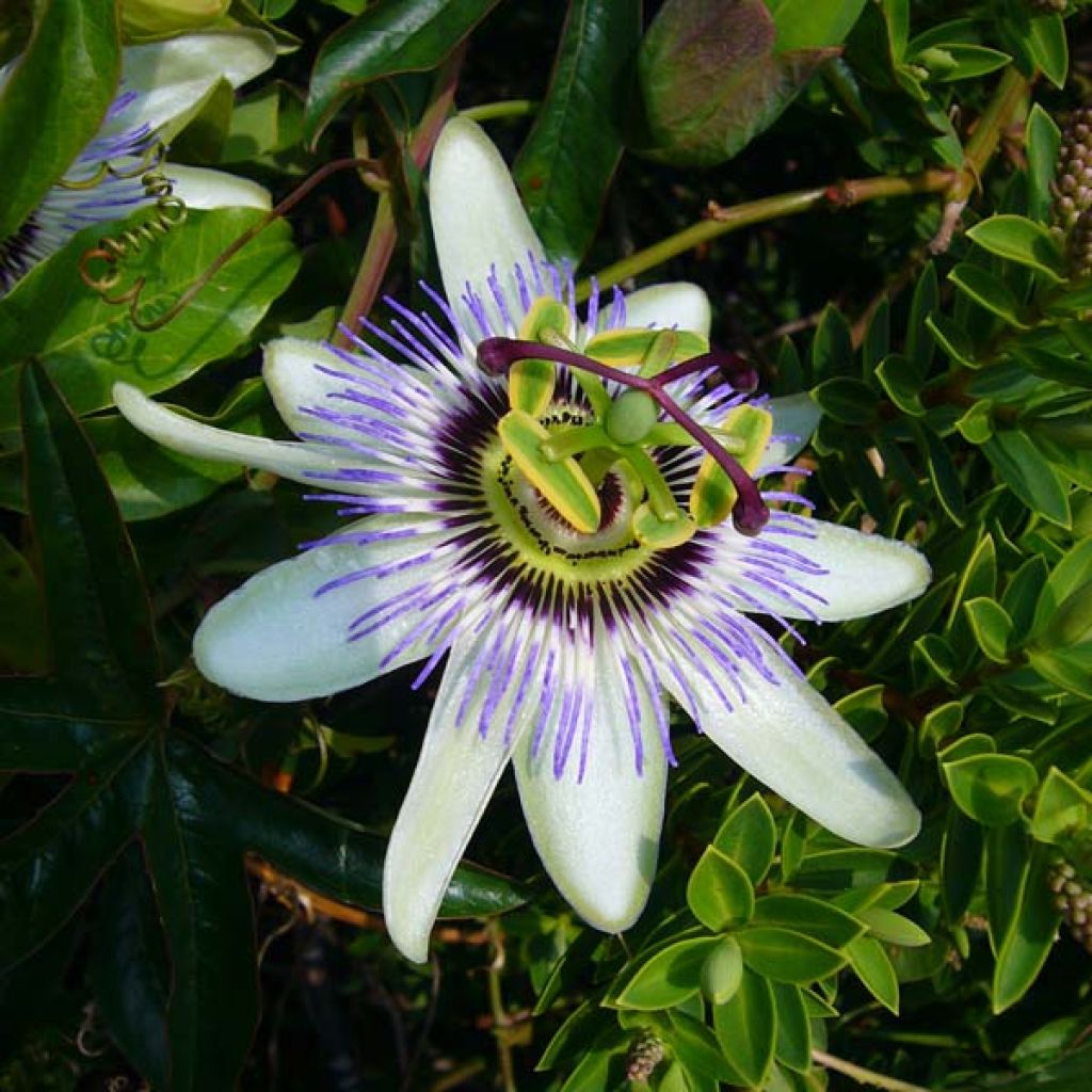 Passiflora caerulea - Flor de la pasión