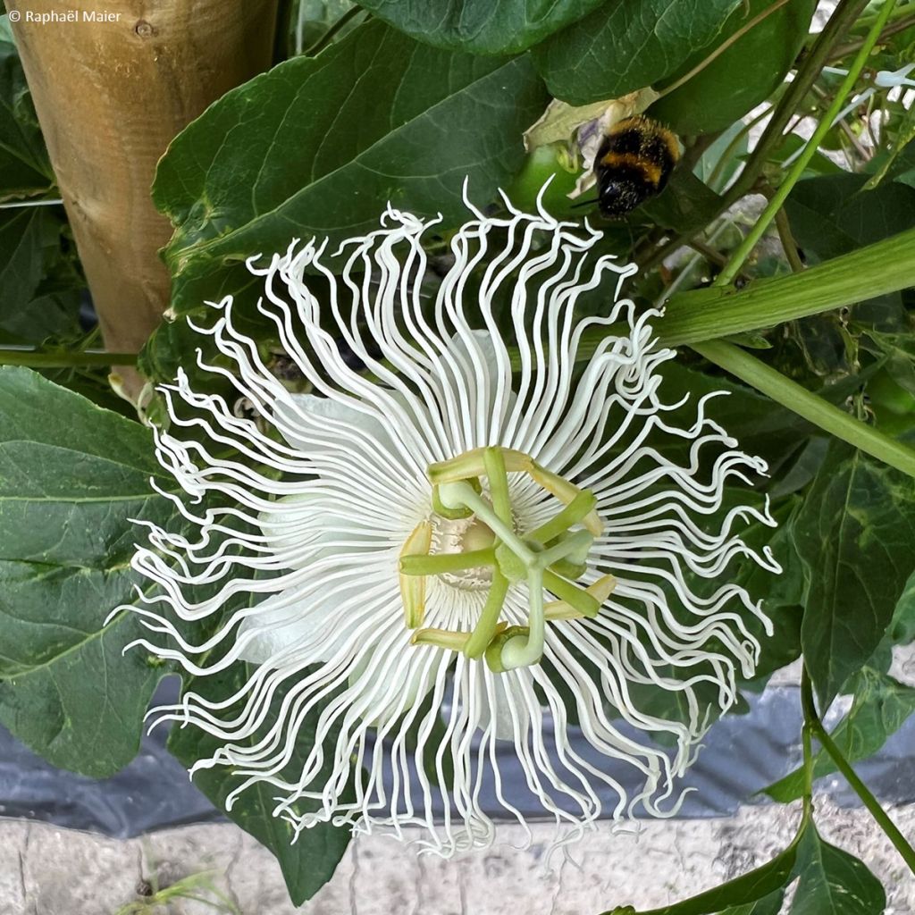 Passiflora (x) incarnata Snow Star - Flor de la pasión