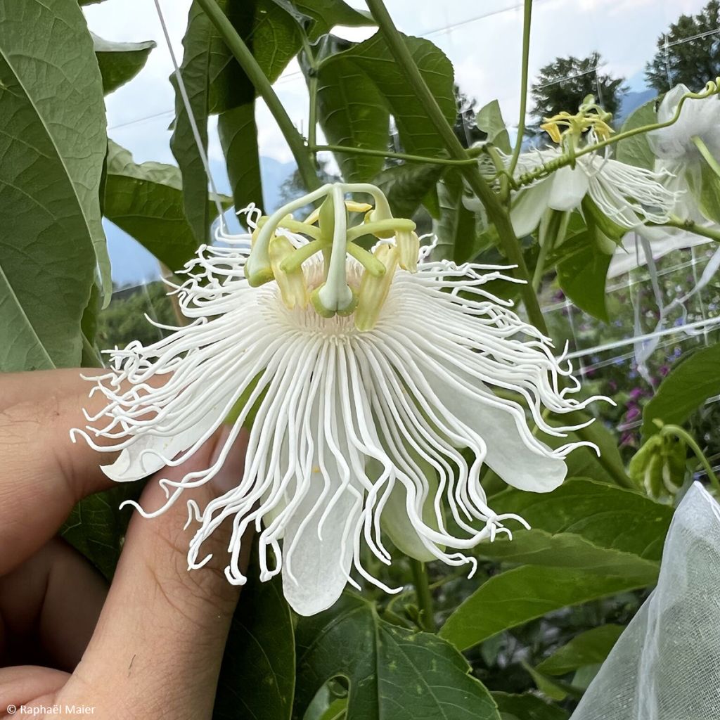 Passiflora (x) incarnata Snow Star - Flor de la pasión